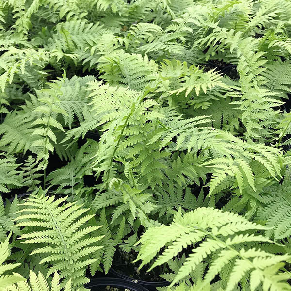 Ostrich Fern (Matteuccia struthiopteris) - 1 Gallon Potted Plant