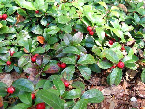 Gaultheria procumbens 'Redwood' (Redwood Creeping Wintergreen)- 1 Gallon Potted Evergreen
