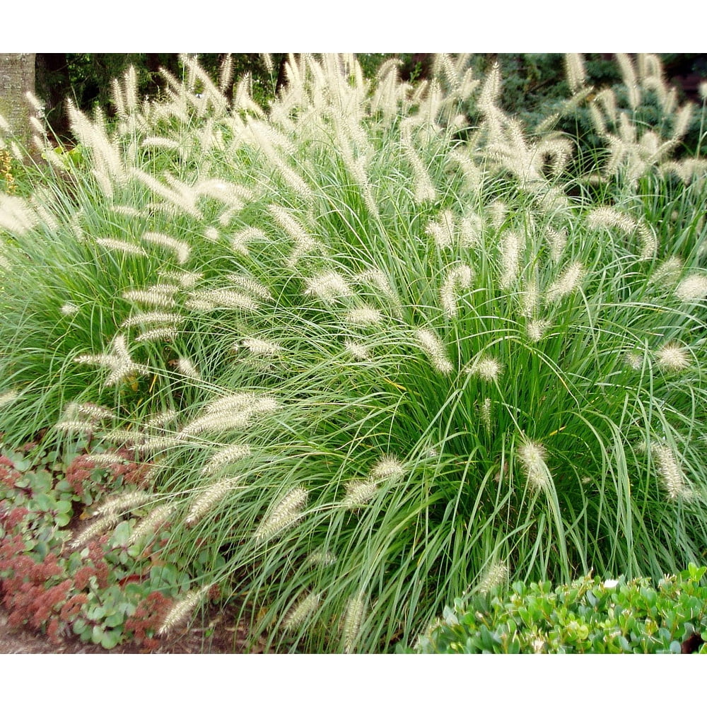 Dwarf Fountain Grass 'Hamelin' - 1 Gallon Potted Perennial