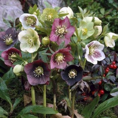 Hellebore orientalis Ballard Strain - 1 Gallon Potted Perennial