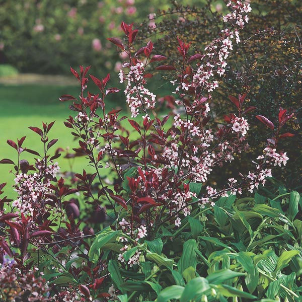 Purpleleaf Sandcherry (Prunus x cistena) - 60cm - 3 Gallon Potted Shrub