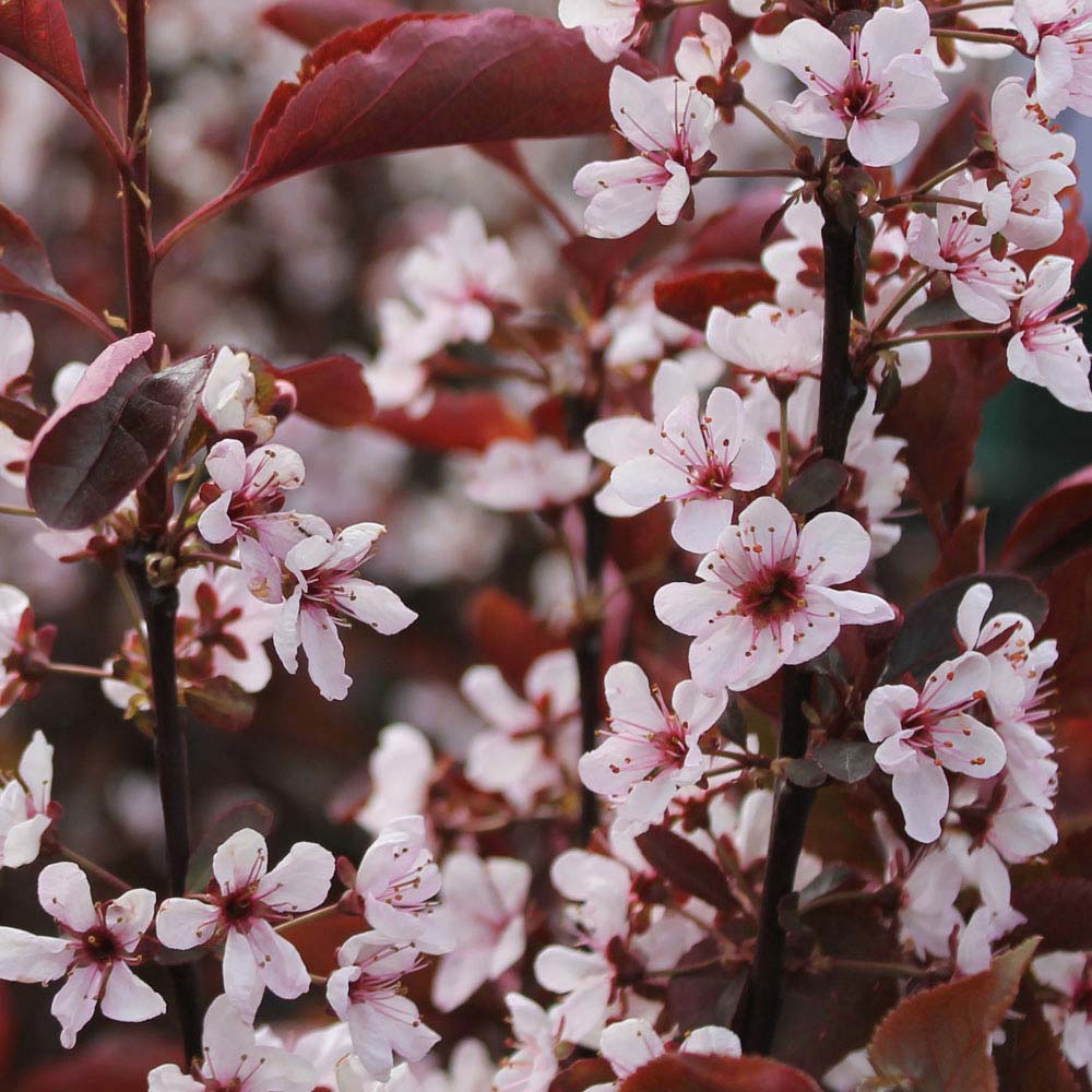 Purpleleaf Sandcherry (Prunus x cistena) - 60cm - 3 Gallon Potted Shrub