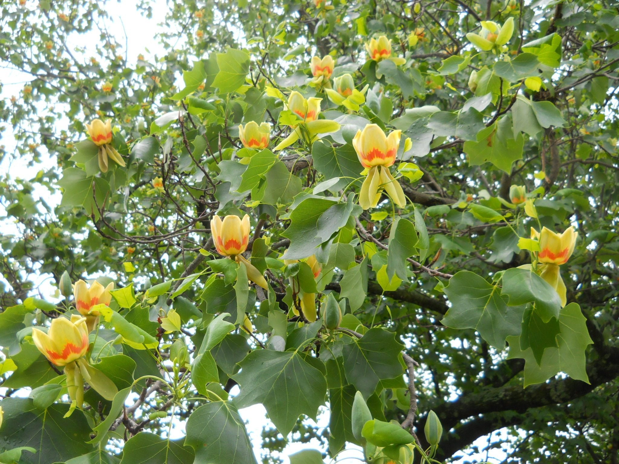 Tulip Tree (Liriodendron tulipifera) - 150cm - 5 Gallon Potted Tree