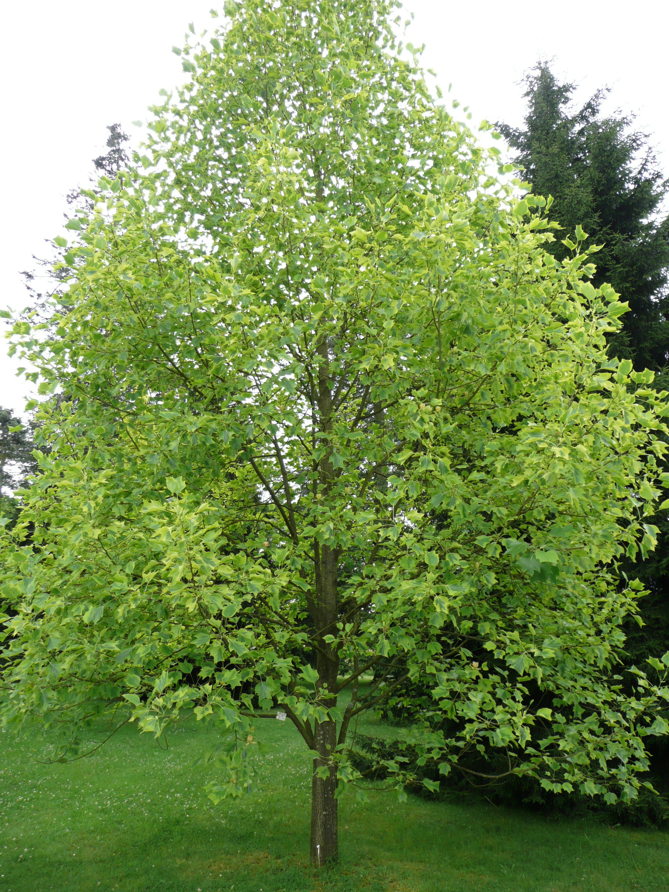 Tulip Tree (Liriodendron tulipifera) - 150cm - 5 Gallon Potted Tree