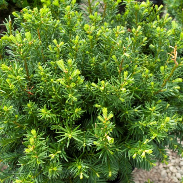 "Densiformis' Yew - 40cm - 3 Gallon Potted Shrub