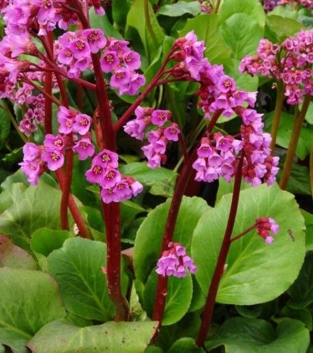 Bergenia cordifolia ‘Winterglut’ – Winter Glow Bergenia - 1 Gallon Potted Perennial