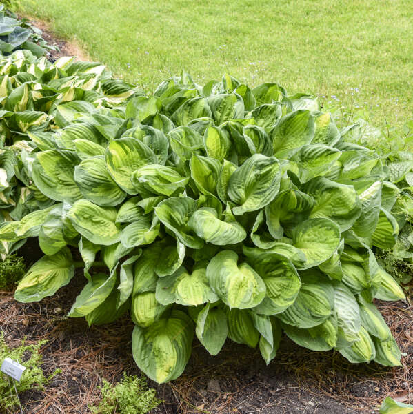 Hosta 'Captain Plantain' - 1 Gallon Potted Perennial