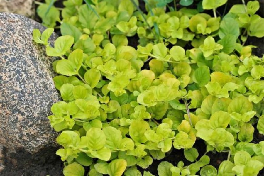 Creeping Jenny (Lysimachia nummalaria aurea) - 1 Gallon Potted Perennial