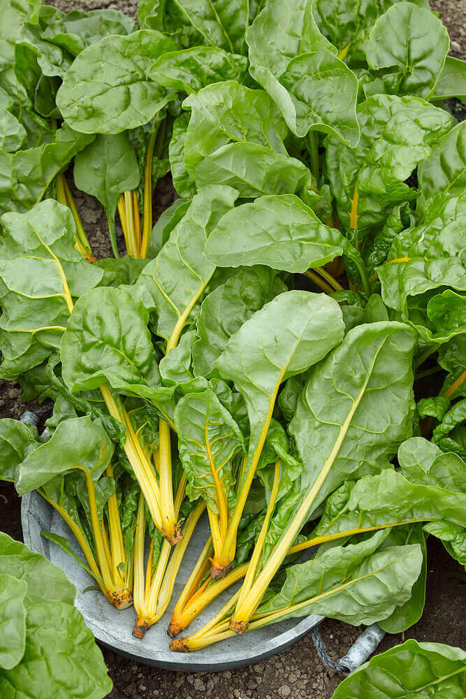 OSC Eldorado Swiss Chard Seeds - Packet