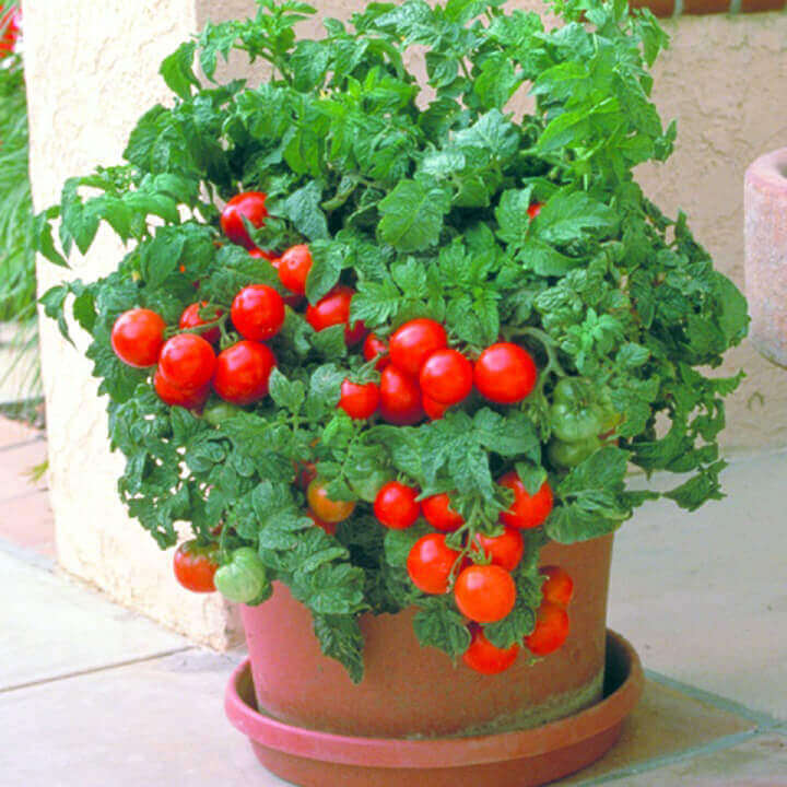 OSC Patio Hybrid Tomato Seeds - Packet