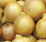 OSC Walla Walla Onion Seeds (Super Sweet Type) - Packet