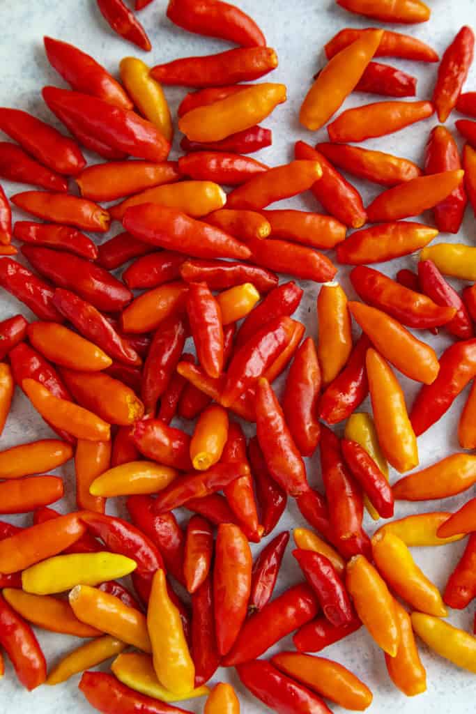 OSC Tabasco Hot Pepper Seeds - Packet