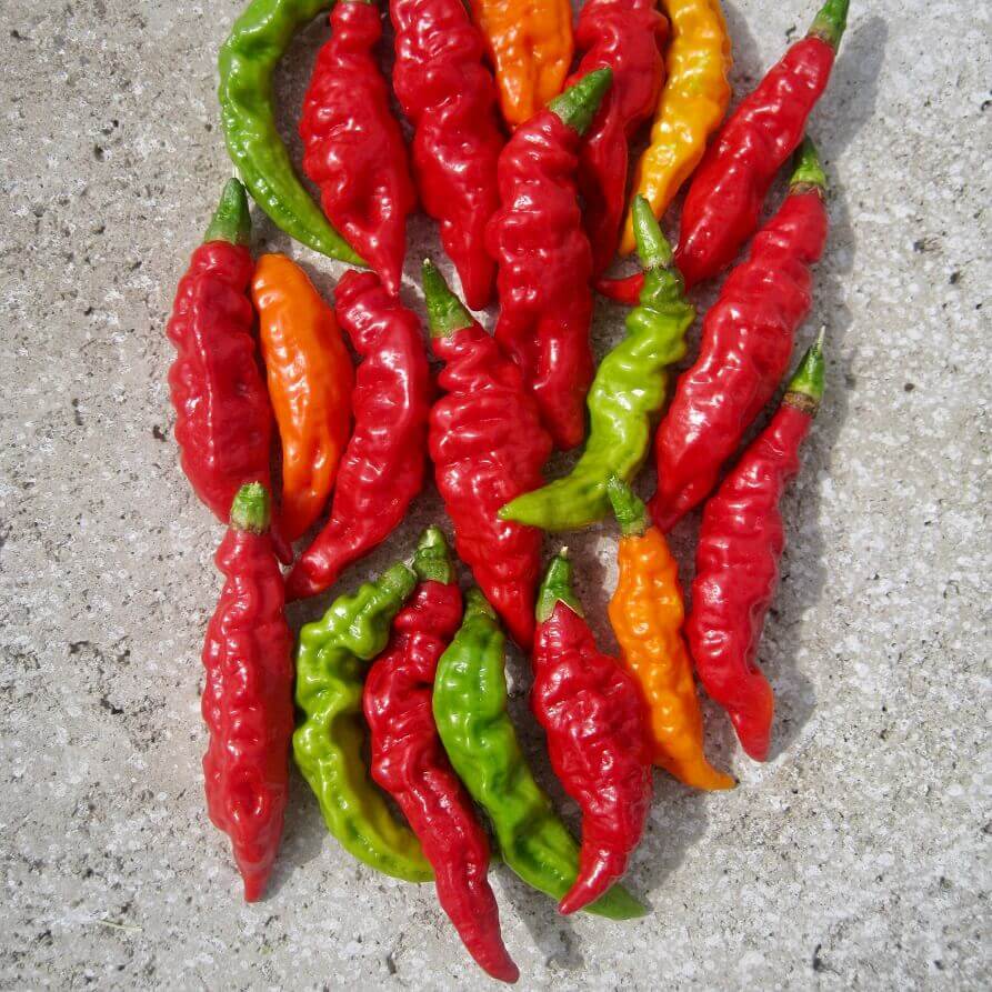 OSC Fruity Volcano Hot Pepper Seeds - Packet