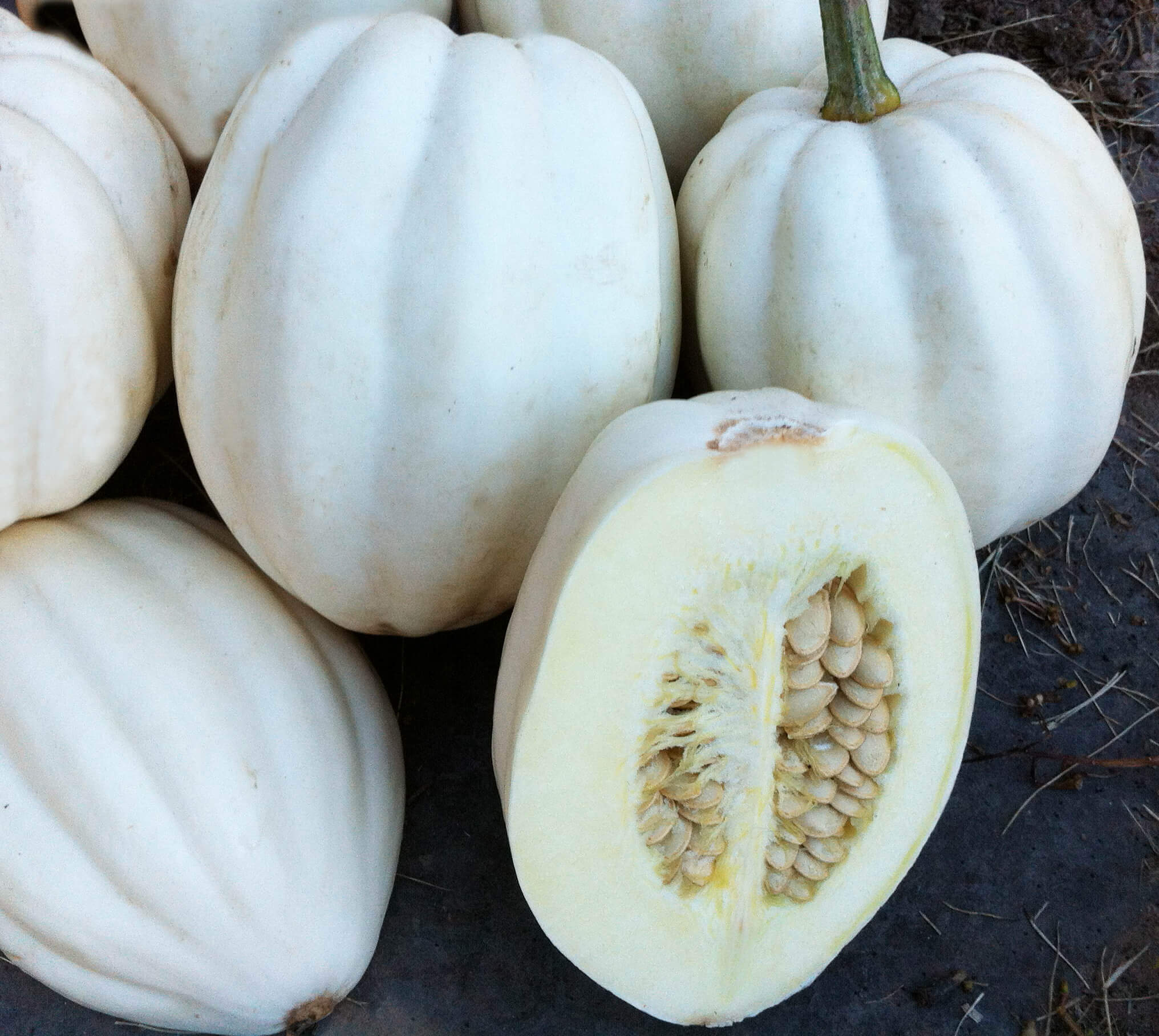 OSC Mashed Potatoes Squash Seeds (Winter Type) - Packet