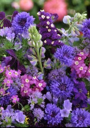 OSC Blue Splendor Flower Mixture Seeds - Packet