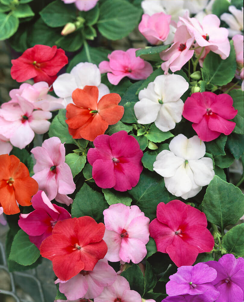 OSC Choice Mixed Hybrid Impatiens Seeds (Dwarf Bedding Type) - Packet