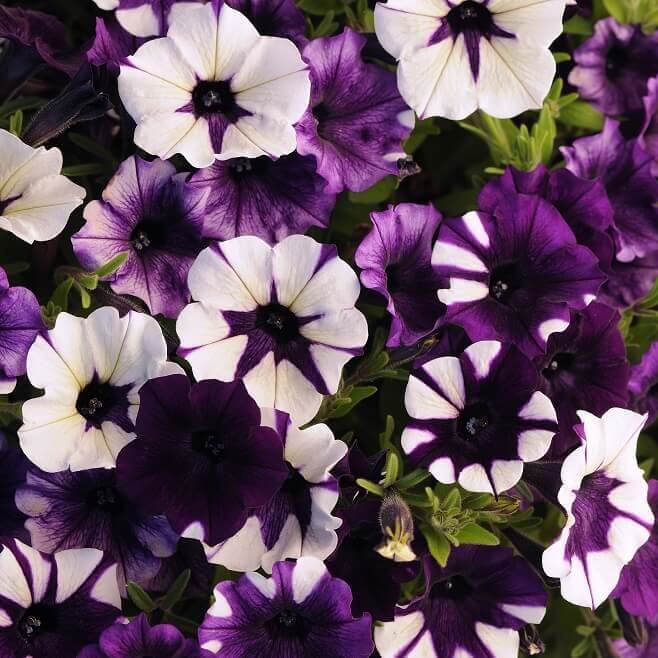 OSC Purple Tie Dye Hybrid Shock Wave Petunia Seeds - Packet
