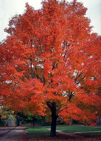OSC Red Maple Tree Seeds - Packet