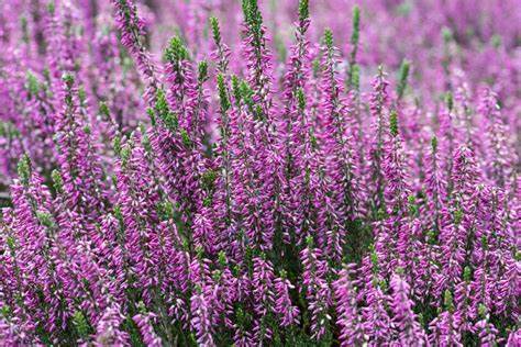Agnes Scotch Heather (Calluna vulgaris 'Agnes') - 1 Gallon Potted Shrub