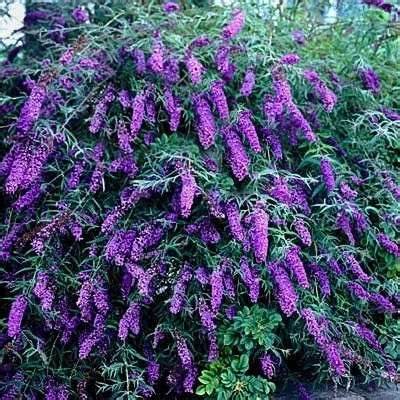 'Black Knight' Butterfly Bush - 3 Gallon Potted Shrub
