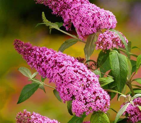 Pink Delight Butterfly Bush - 3 Gallon Potted Shrub