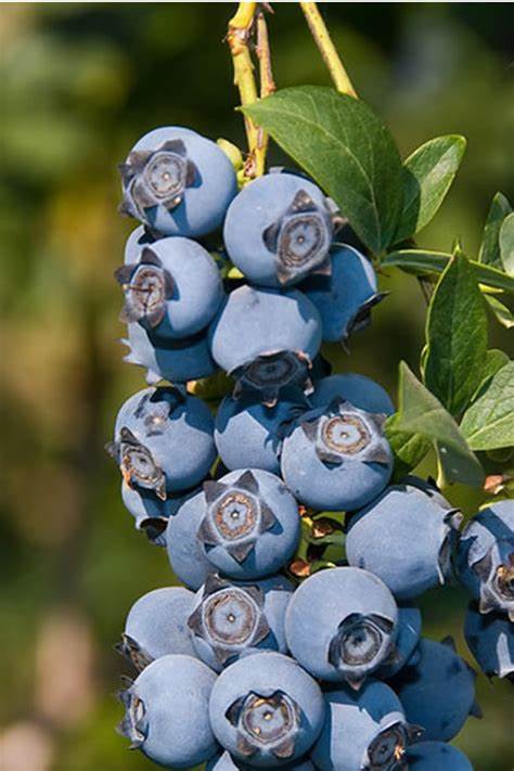 Vaccinium ‘Chippewa’ (Highbush Blueberry) - 1 Gallon Potted Shrub