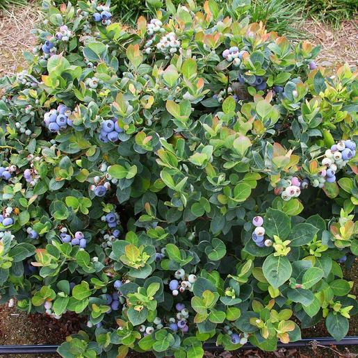 Vaccinium ‘Chippewa’ (Highbush Blueberry) - 1 Gallon Potted Shrub