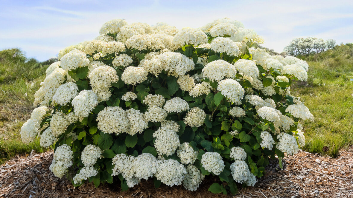 Hydrangea FlowerFull Smooth - 2 Gallon Potted Shrub