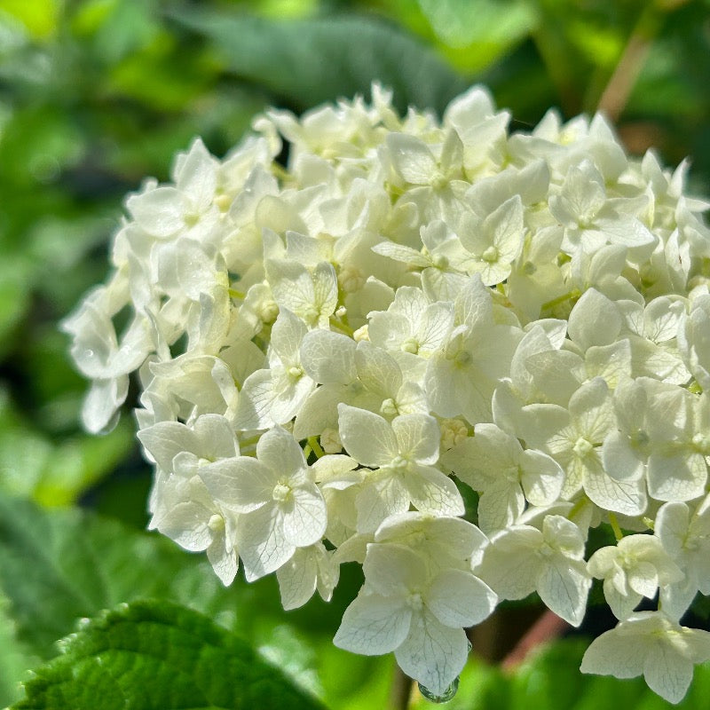Hydrangea FlowerFull Smooth - 2 Gallon Potted Shrub