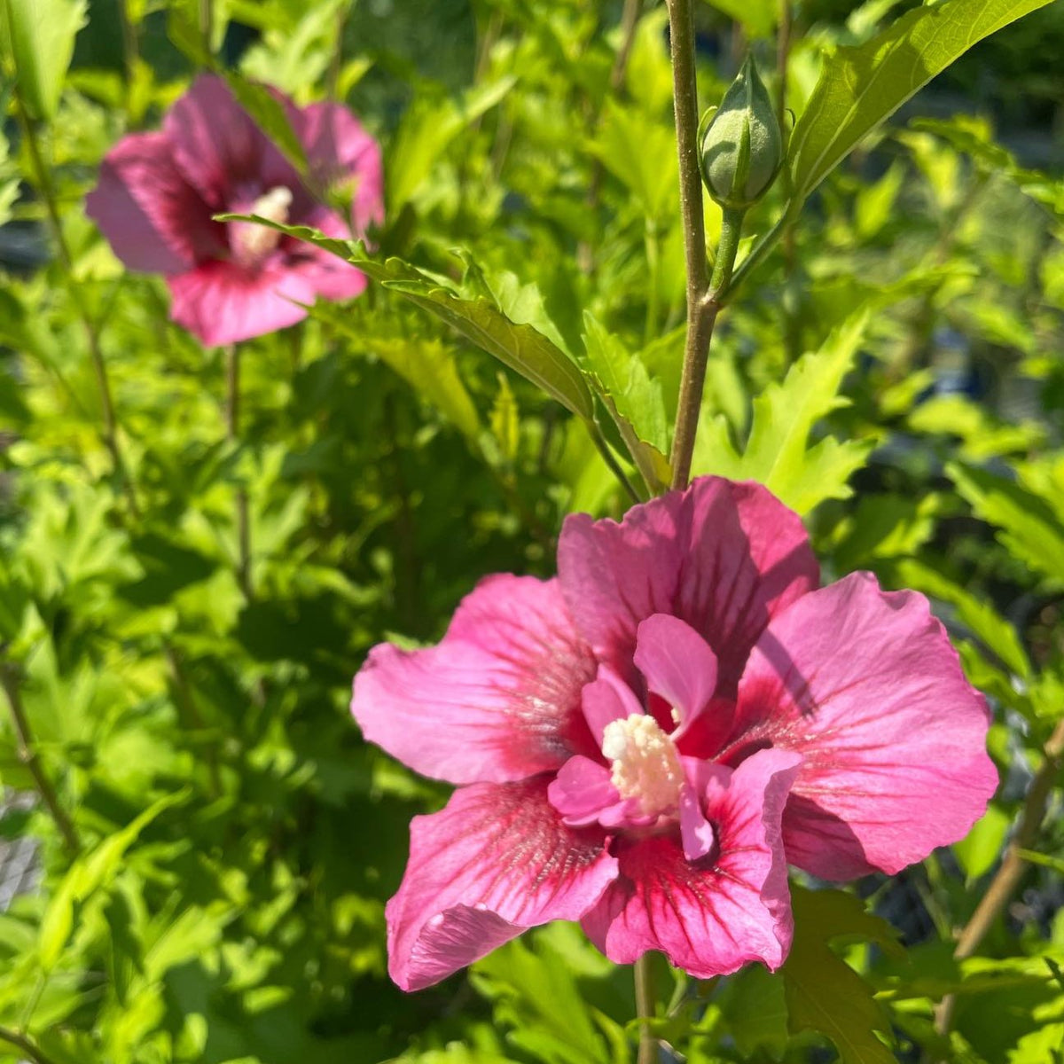 'Red Pillar' Rose of Sharon - 5 Gallon Potted Shrub