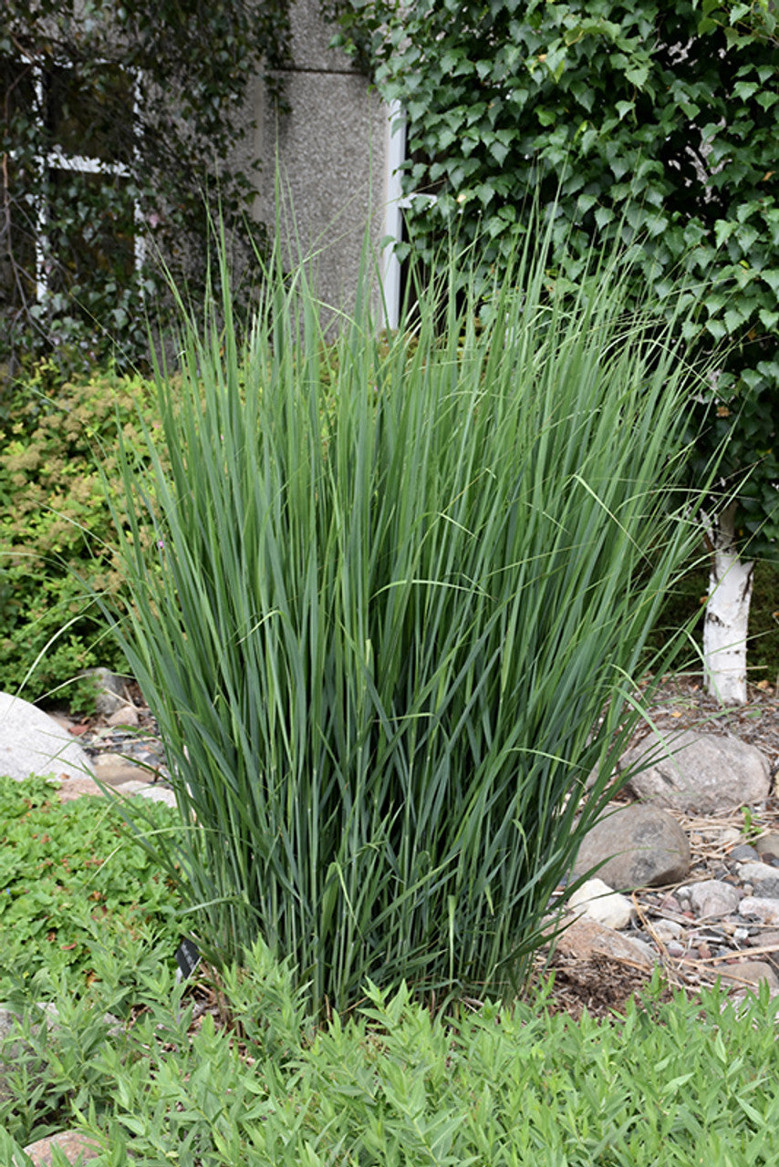 Northwind Switch Grass - 1 Gallon Potted Grass