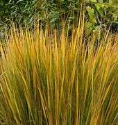 Northwind Switch Grass - 1 Gallon Potted Grass