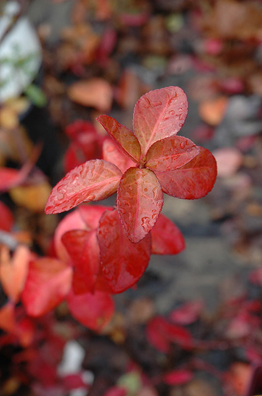 Purpleleaf Wintercreeper (Euonymus fortunei 'Coloratus') - 1 Gallon Potted Shrub