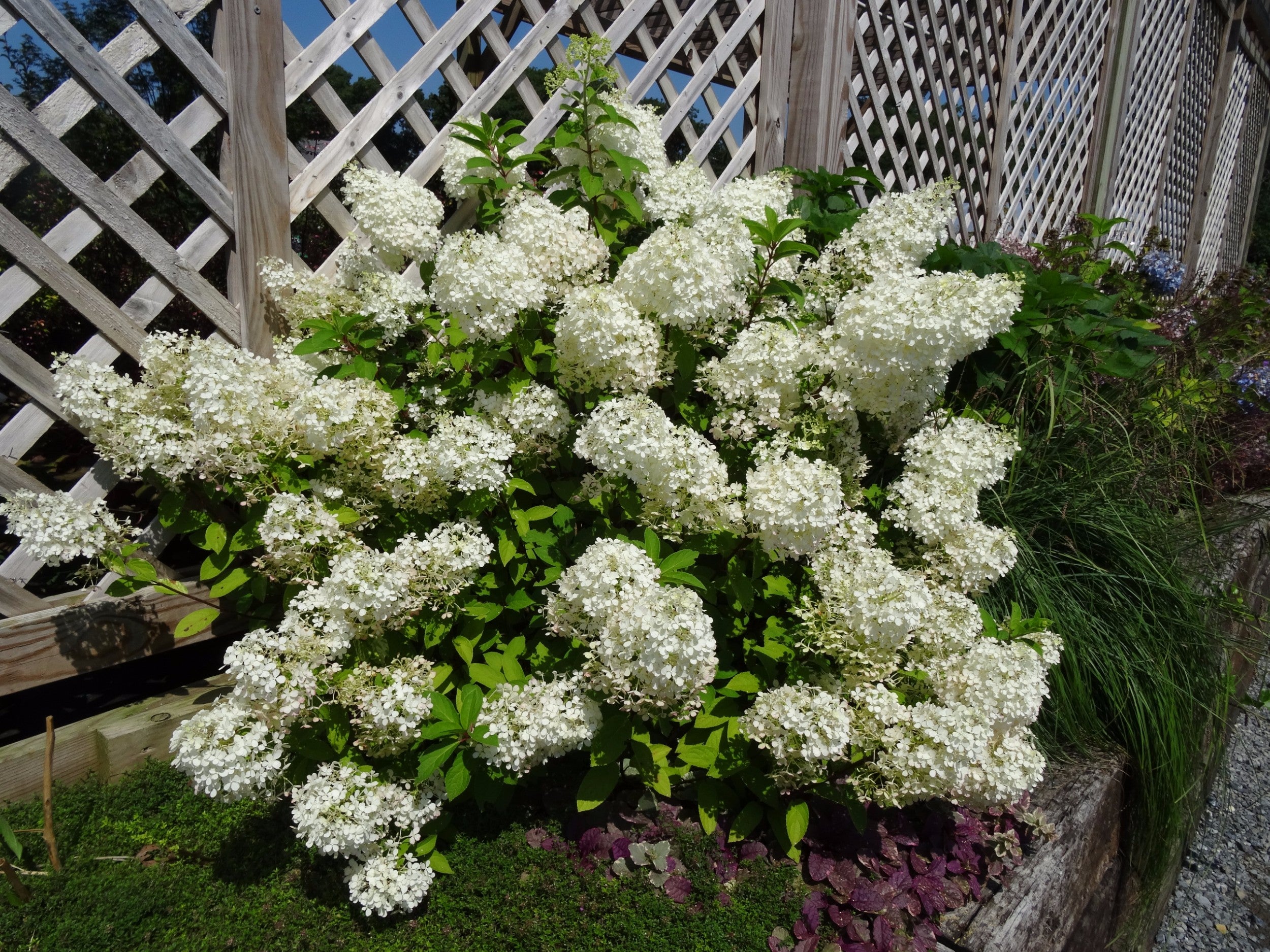 Hydrangea paniculata Bobo - 3 Gallon Potted Shrub