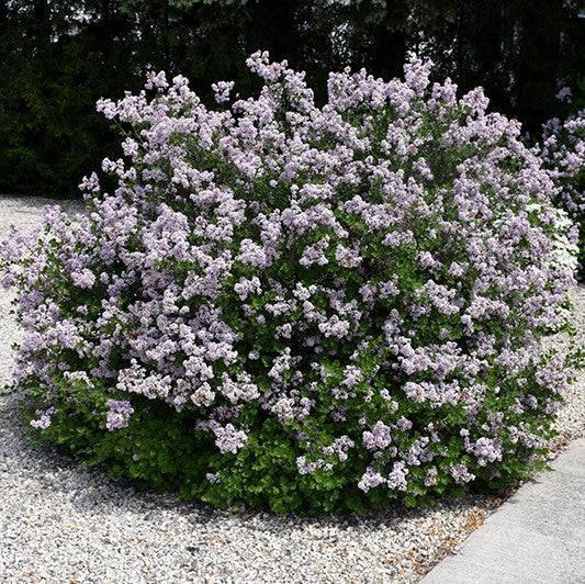 Palibin Dwarf Korean Lilac - 3 Gallon Potted Shrub
