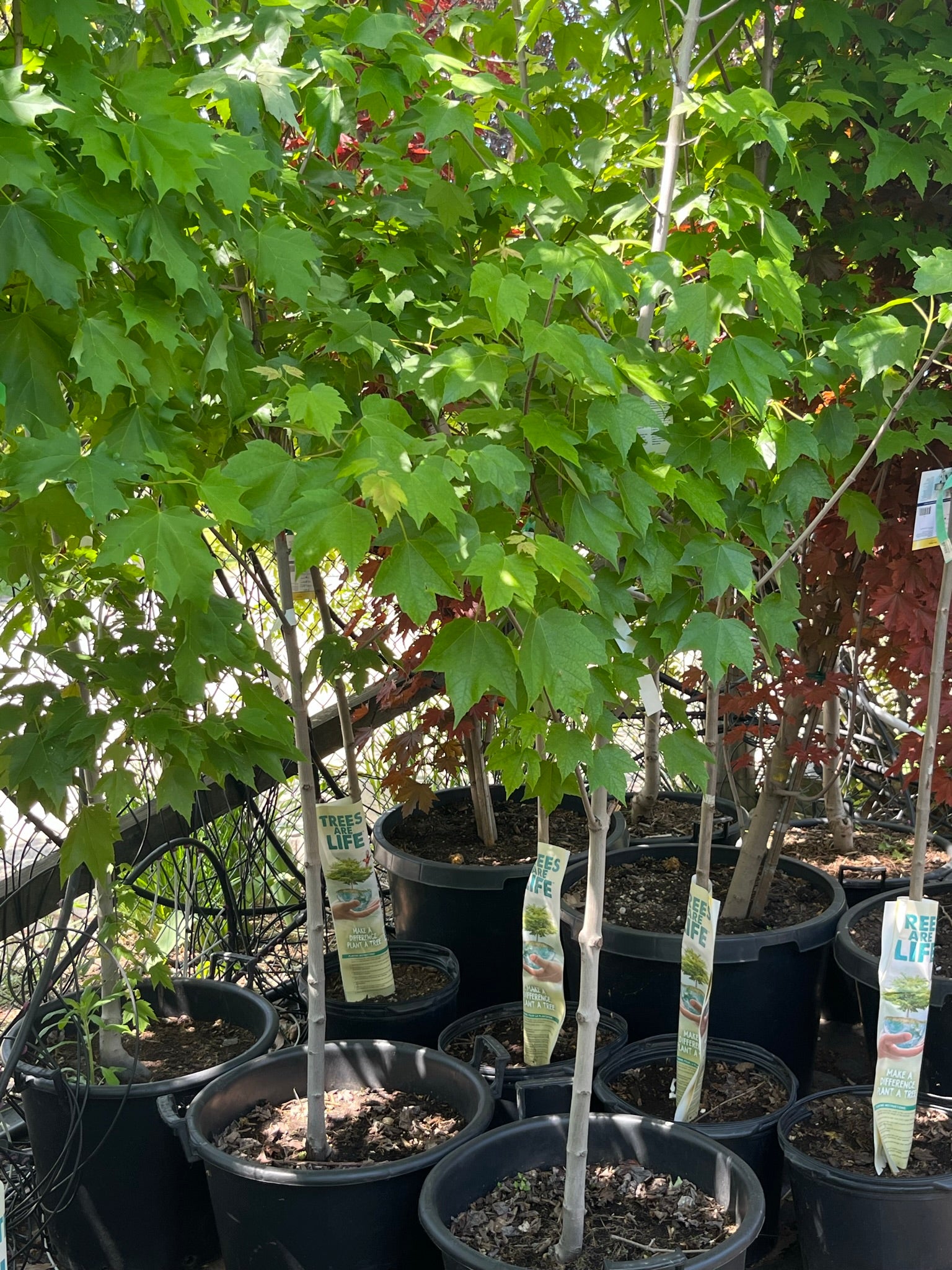 Red Maple (Acer rubrum) - 175cm - 7 Gallon Potted Tree