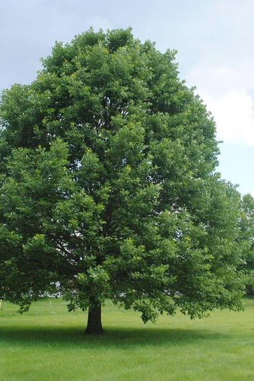 Oak, Bicolor (Swamp White) Quercus bicolor - 7 Gallon Potted Tree