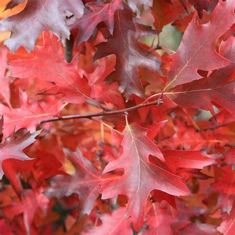 Red Oak (Quercus rubra) - 150cm - 7 Gallon Potted Tree