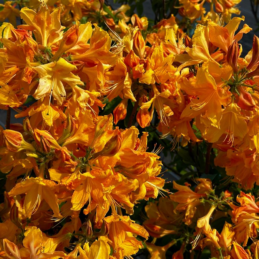 Golden Lights Azalea (Rhododendron 'Golden Lights')- 3 Gallon Potted Shrub