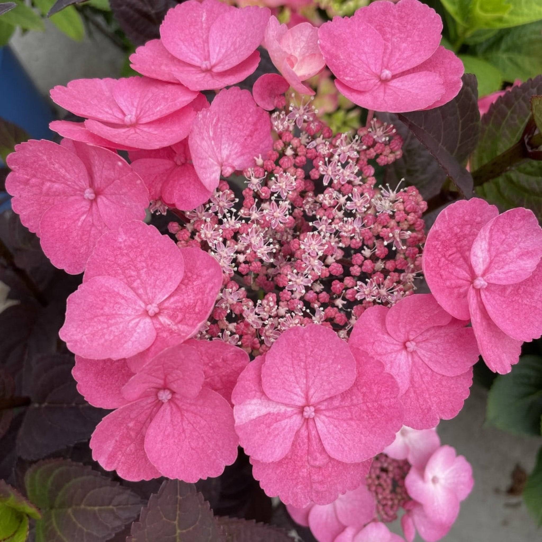Pink Dynamo Hydrangea - 3 Gallon Potted Shrub