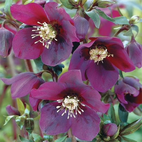 Helleborus 'Red Lady' - 1 Gallon Potted Perennial