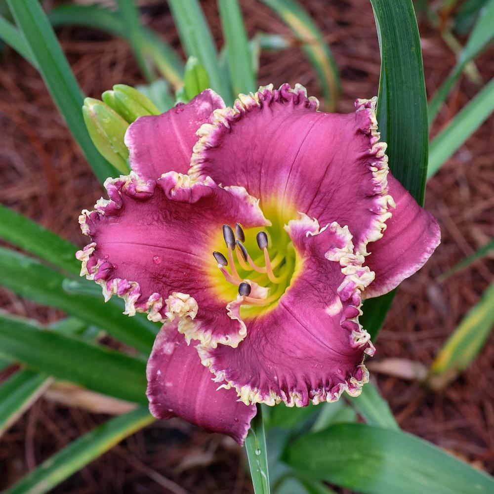 Hemerocallis 'Bettylen' (Reblooming Daylily) - 1 Gallon Potted Perennial