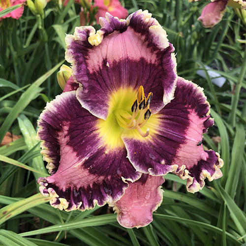 Hemerocallis (Daylily) - Born in California - 1 Gallon Potted Perennial