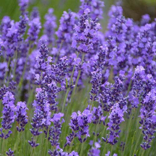 Lavender Hidcote - 1 Gallon Potted Plant