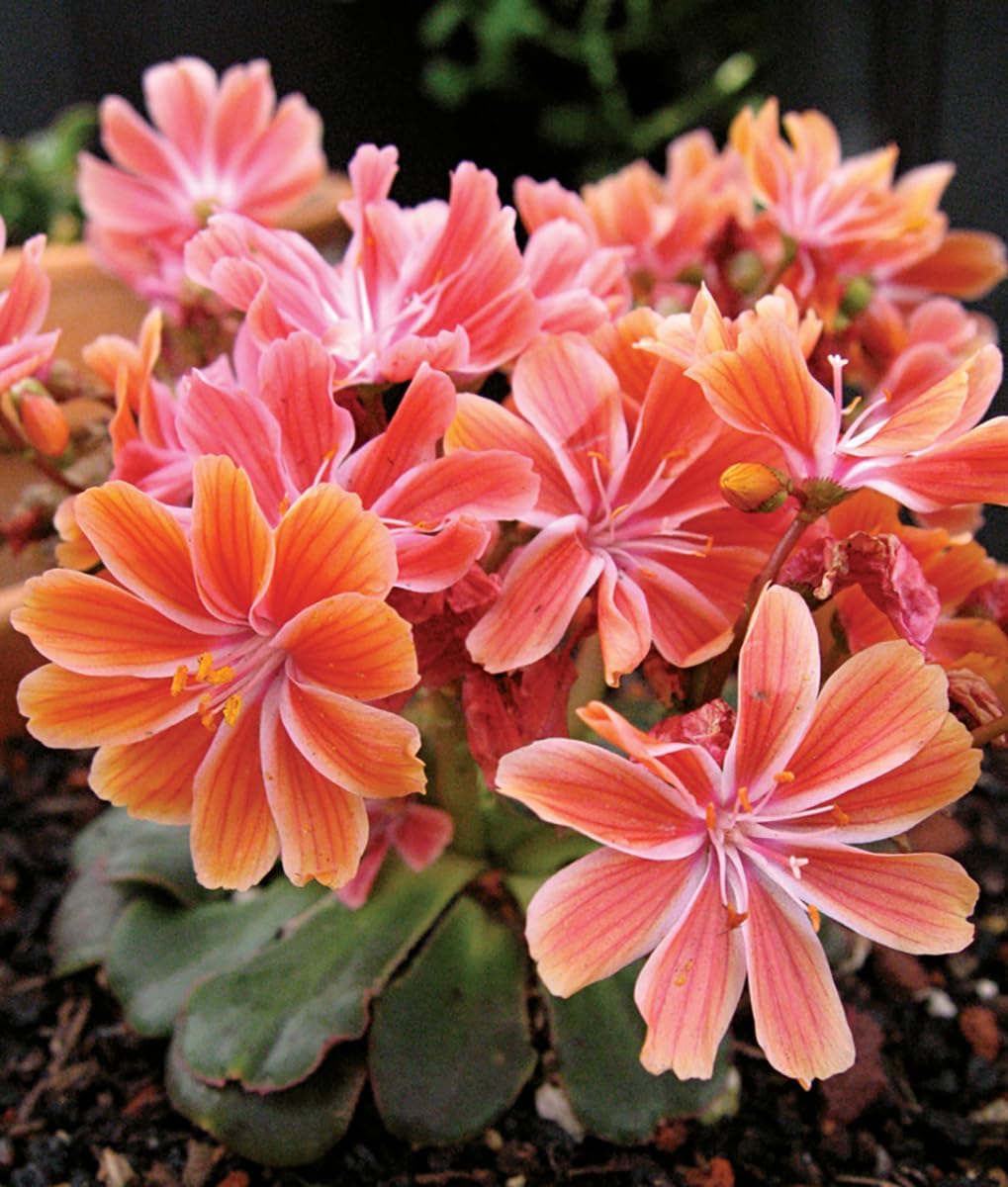 'Sunset Strain' Lewisia - 1 Gallon Potted Perennial