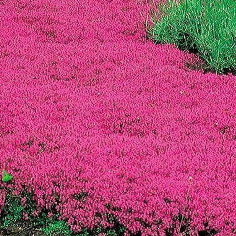 Red Creeping Thyme (Thymus praecox 'Coccineus') - 1 Gallon Potted Perennial