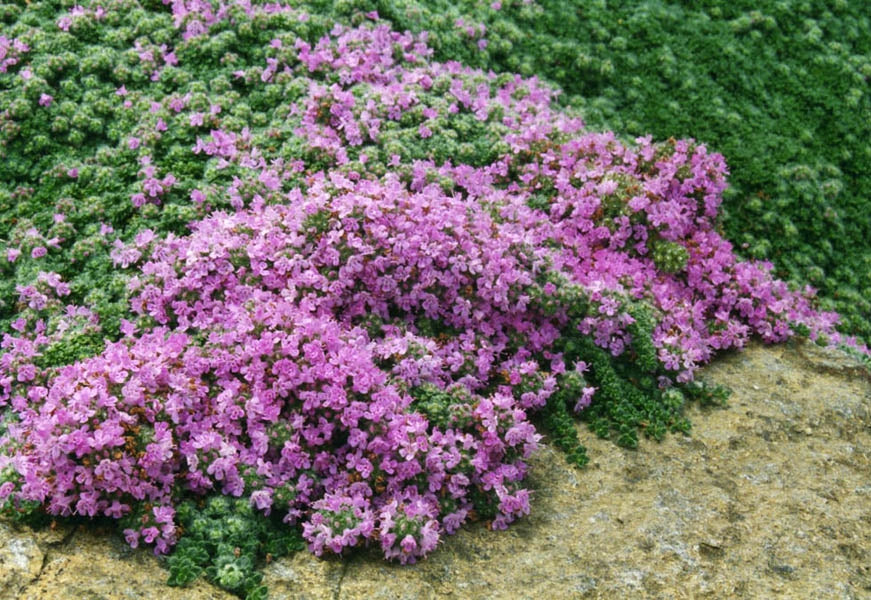 Wooly Thyme (Thymus Pseudolanuginosus) - 1 Gallon PottedPerennial
