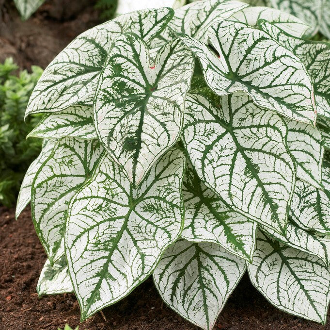 Caladium 'Candidum' (Angel Wings) - 1 Gallon Potted Perennial