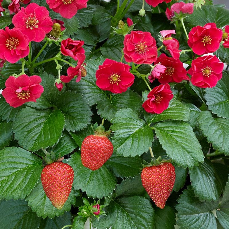 SUMMER BREEZE Pink Strawberry - 1 Gallon Potted Plant