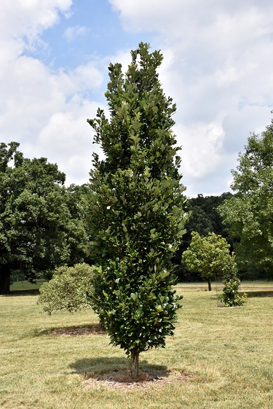 Regal Prince Columnar Oak - 300cm
